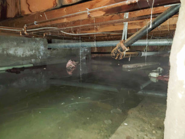 Best Flood restoration services  in Shamrock, TX