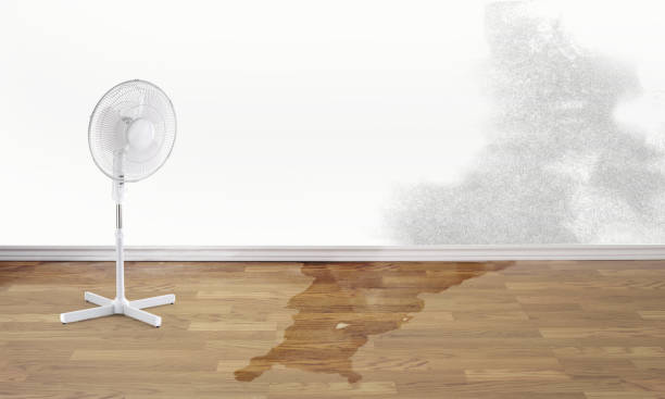 Best Water damage cleanup near me  in Shamrock, TX
